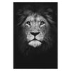 Lion Canvas Painting - Vermilton