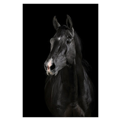 Noble Steed Canvas Painting - Vermilton