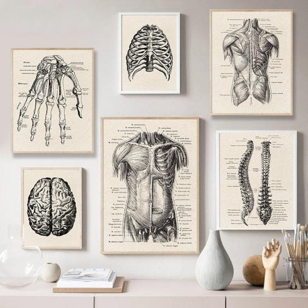 Human Anatomy Vintage Canvas Poster - Vermilton