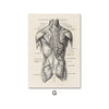 Human Anatomy Vintage Canvas Poster - Vermilton